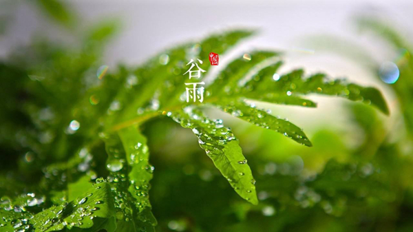 谷雨是什么意思?谷雨一定会下雨吗（雨生百谷）919 / 作者:UFO爱好者 / 帖子ID:82673