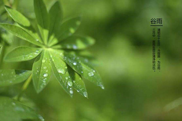 谷雨是什么意思?谷雨一定会下雨吗（雨生百谷）871 / 作者:UFO爱好者 / 帖子ID:82673