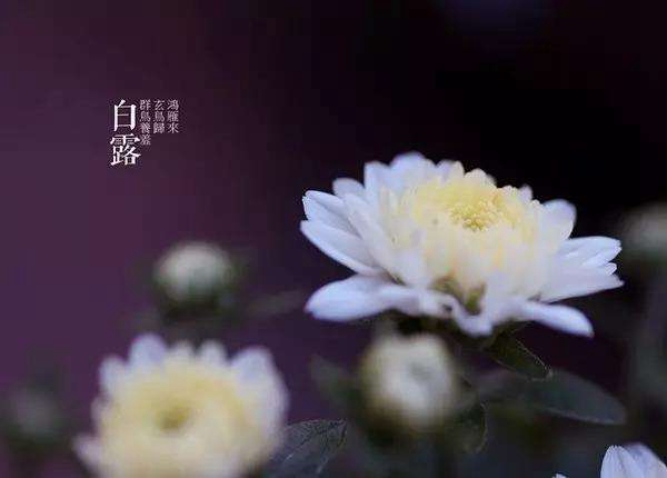 白露是什么意思?白露养生需要注意什么（补水防燥）233 / 作者:UFO爱好者 / 帖子ID:82600