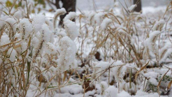小雪是什么意思?小雪节气有哪些风俗习惯（腌鱼腌肉）478 / 作者:UFO爱好者 / 帖子ID:82597