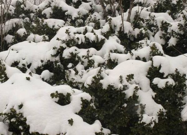 大雪是什么意思?大雪时节如何养生（防寒保暖）879 / 作者:UFO爱好者 / 帖子ID:82528