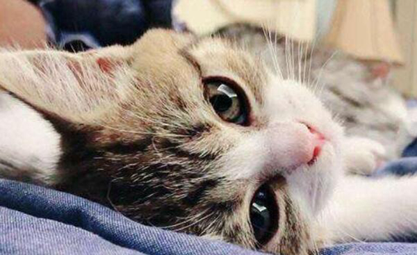 猫一岁相当于人几岁?猫一岁等于人的十五岁826 / 作者:UFO爱好者 / 帖子ID:82452