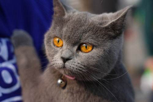 猫到底要不要绝育?猫什么时候做绝育好83 / 作者:UFO爱好者 / 帖子ID:82454