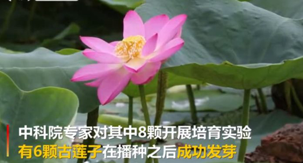 百年古莲复活开花 古莲子为何生存百年还能开花394 / 作者:UFO爱好者 / 帖子ID:82442