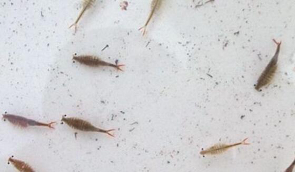 仙女虾多少钱一只?仙女虾是虾子吗(不怕开水煮不死)431 / 作者:UFO爱好者 / 帖子ID:82287