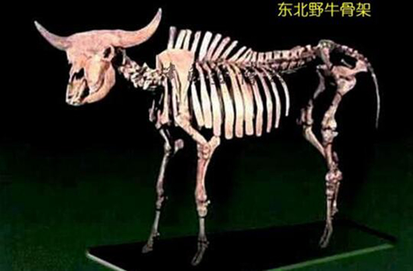 东北野牛灭绝了吗 它的个头比家牛庞大的多388 / 作者:UFO爱好者 / 帖子ID:81167