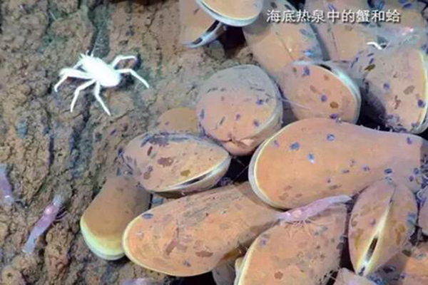 海底热泉旁边的生物 它们依赖热泉存活853 / 作者:UFO爱好者 / 帖子ID:81174