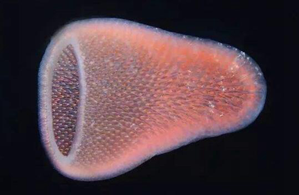火体虫的生活习性 在海洋中散发蓝绿色光芒364 / 作者:UFO爱好者 / 帖子ID:81164