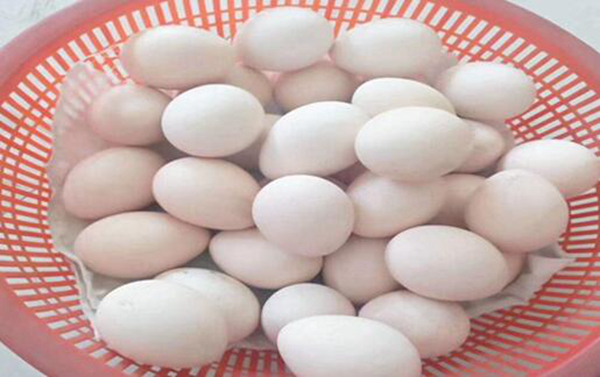 孔雀蛋什么人不能吃 大部分人可以吃（过敏人群除外）780 / 作者:UFO爱好者 / 帖子ID:76362