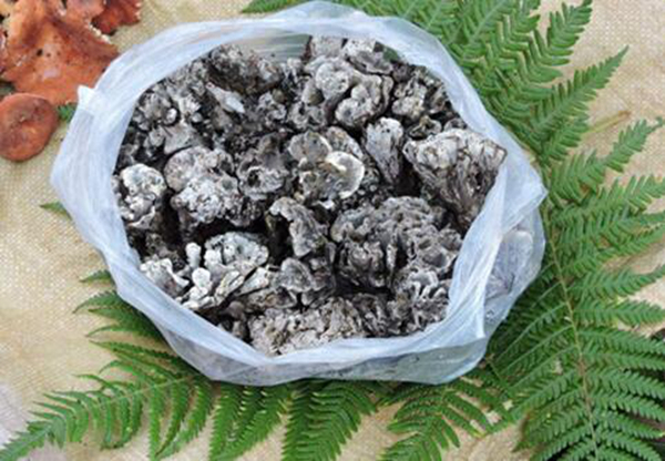 干巴菌如何进行过油保存 先清洗再油炸成功形成保护层184 / 作者:UFO爱好者 / 帖子ID:76042