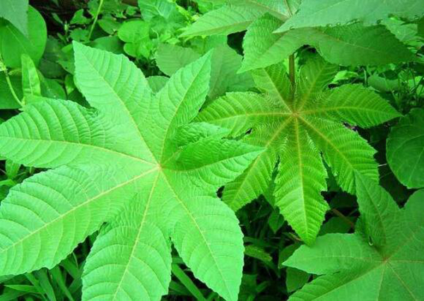 地球氧气会耗尽吗 不会(植物不断光合作用产生氧气)505 / 作者:UFO爱好者 / 帖子ID:74731