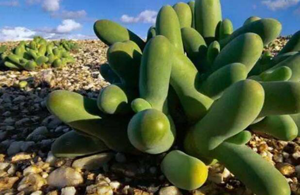 地球氧气会耗尽吗 不会(植物不断光合作用产生氧气)791 / 作者:UFO爱好者 / 帖子ID:74731