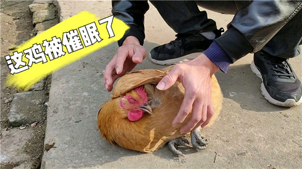 鸡被催眠醒后会怎么样 鸡真的会被催眠吗48 / 作者:UFO爱好者 / 帖子ID:89273
