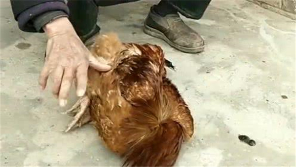 鸡被催眠醒后会怎么样 鸡真的会被催眠吗378 / 作者:UFO爱好者 / 帖子ID:89273