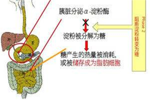 淀粉阻断剂的危害 服用淀粉阻断剂的注意事项999 / 作者:UFO爱好者 / 帖子ID:89278