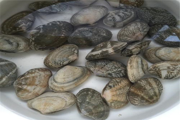 花甲吐沙要多长时间 处理方式不同吐沙时间不同116 / 作者:UFO爱好者 / 帖子ID:89164