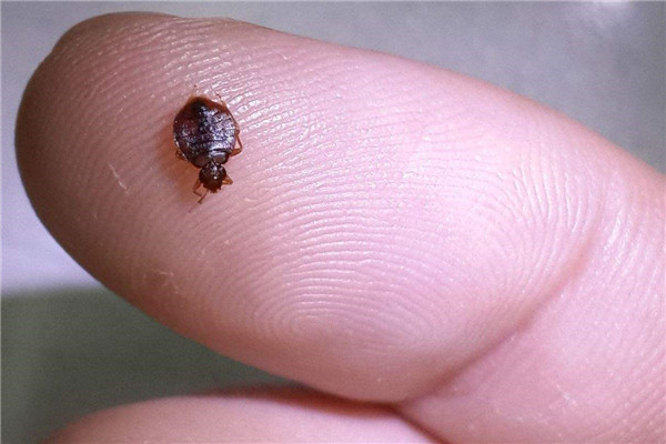 家里跳虫怎么产生的 家里有跳虫怎么清理73 / 作者:UFO爱好者 / 帖子ID:89174