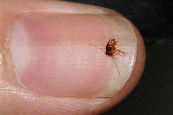 家里跳虫怎么产生的 家里有跳虫怎么清理823 / 作者:UFO爱好者 / 帖子ID:89174