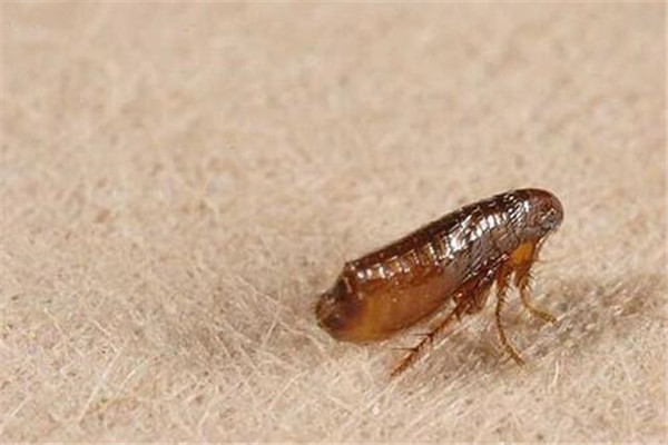 家里跳虫怎么产生的 家里有跳虫怎么清理684 / 作者:UFO爱好者 / 帖子ID:89174