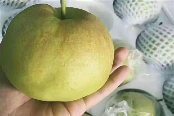 兰州水果特产有哪些 五种兰州特色水果不能错过76 / 作者:UFO爱好者 / 帖子ID:88993