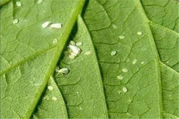 食用醋怎治花上白飞虱 白飞虱的防治方法有哪些698 / 作者:UFO爱好者 / 帖子ID:89029