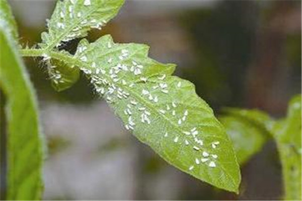 食用醋怎治花上白飞虱 白飞虱的防治方法有哪些657 / 作者:UFO爱好者 / 帖子ID:89029