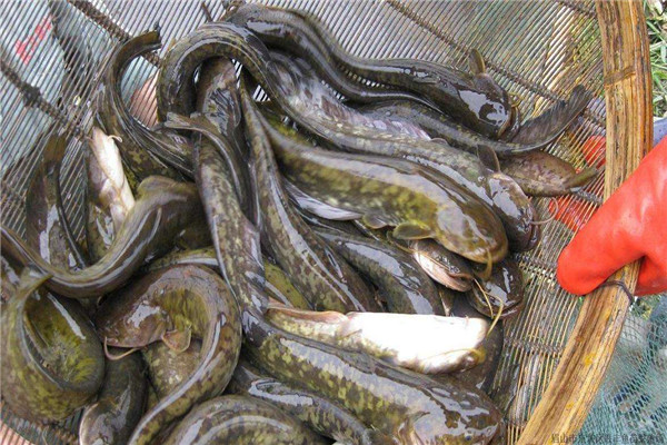 塘鲺脏还是鲶鱼脏 两种生长环境都挺脏的35 / 作者:UFO爱好者 / 帖子ID:89077