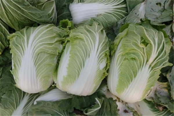 白菜的菜籽怎么来的 白菜籽应该如何播种539 / 作者:UFO爱好者 / 帖子ID:88935