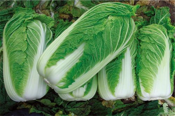 白菜的菜籽怎么来的 白菜籽应该如何播种583 / 作者:UFO爱好者 / 帖子ID:88935