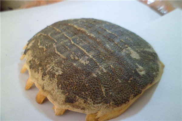 鳖甲怎么吃 营养价值很高烹饪方法有很多638 / 作者:UFO爱好者 / 帖子ID:88845