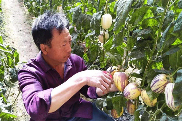 高糖和低糖人参果区别 外观一样味道区别很大108 / 作者:UFO爱好者 / 帖子ID:88630