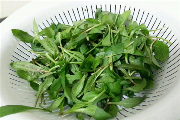 马兰头和什么相克 不适宜使用马兰头的人群有哪些689 / 作者:UFO爱好者 / 帖子ID:88694