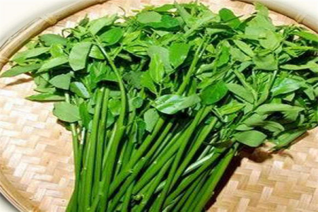 树菜有毒吗 树菜的功效有哪些(维生素含量丰富)410 / 作者:UFO爱好者 / 帖子ID:88521