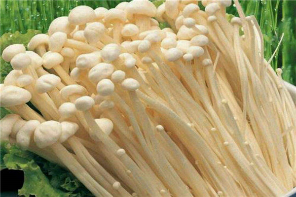 金针菇不能和牛肉一起吃吗 可以一起吃（有互补功效）785 / 作者:UFO爱好者 / 帖子ID:88413