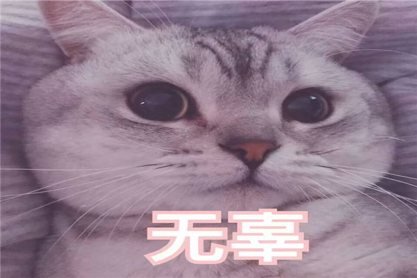 prprprp什么意思 prprprp在网络上相当常用（网络热词）803 / 作者:UFO爱好者 / 帖子ID:88359