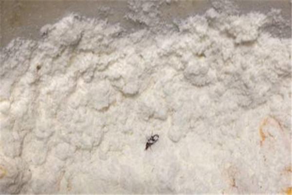面粉生虫了怎么处理 可以放太阳下晒晒杀虫再过筛220 / 作者:UFO爱好者 / 帖子ID:88187