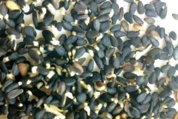 芝麻发芽了怎么处理 发芽的芝麻还能吃吗301 / 作者:UFO爱好者 / 帖子ID:87999