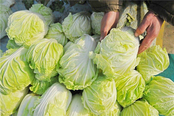 白菜是酸性还是碱性 白菜的酸碱性是怎么决定的637 / 作者:UFO爱好者 / 帖子ID:87793
