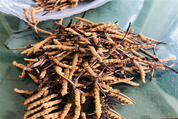虫草长毛了还能吃吗 如何判断虫草发霉的程度707 / 作者:UFO爱好者 / 帖子ID:87936