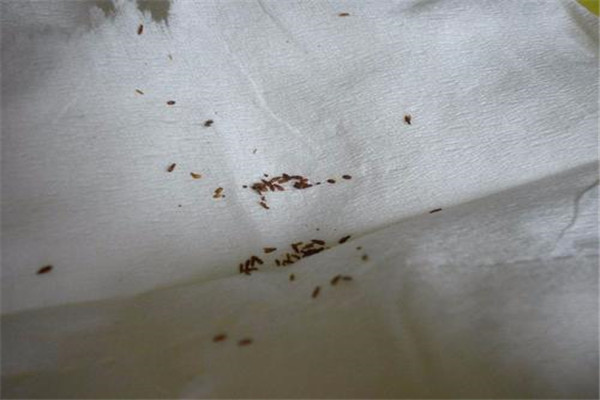 床上有跳蚤怎么去除 被跳蚤咬了怎么办428 / 作者:UFO爱好者 / 帖子ID:87940