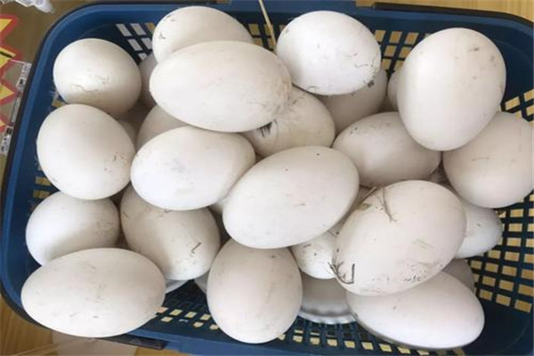 鹅蛋不能和什么一起吃 吃鹅蛋时候要注意什么275 / 作者:UFO爱好者 / 帖子ID:87724