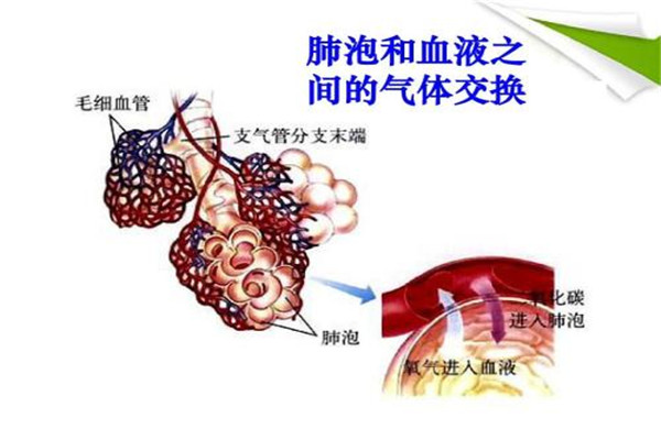 人体中含最多的元素是什么 该元素在人体有什么作用517 / 作者:UFO爱好者 / 帖子ID:87610