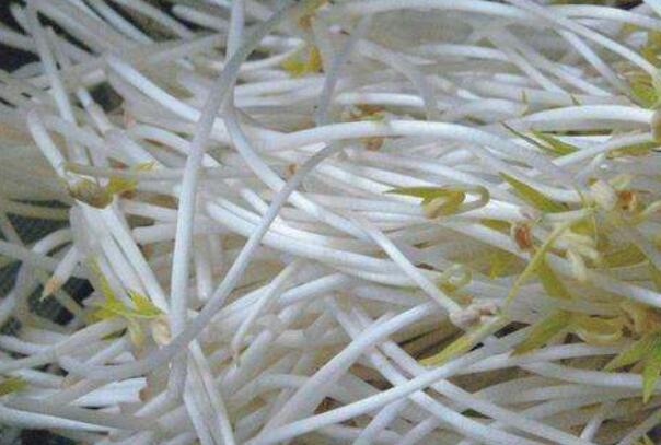 绿豆芽发绿了可以吃吗 经常吃豆芽有哪些好处781 / 作者:UFO爱好者 / 帖子ID:87186