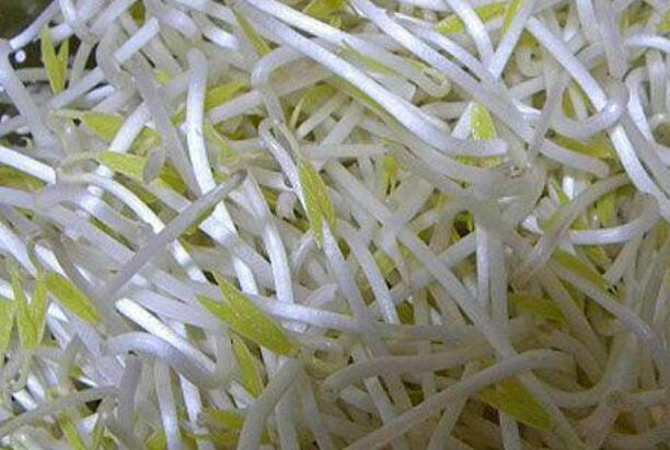 绿豆芽发绿了可以吃吗 经常吃豆芽有哪些好处918 / 作者:UFO爱好者 / 帖子ID:87186