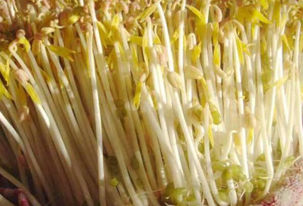 绿豆芽发绿了可以吃吗 经常吃豆芽有哪些好处857 / 作者:UFO爱好者 / 帖子ID:87186