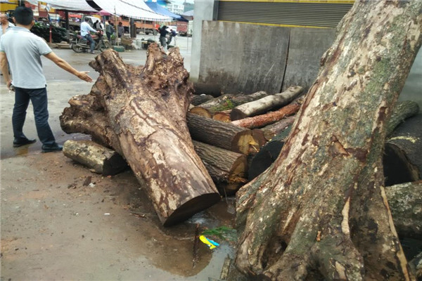 小叶桢楠和金丝楠区别 小叶桢楠属于金丝楠中的一种479 / 作者:UFO爱好者 / 帖子ID:87601