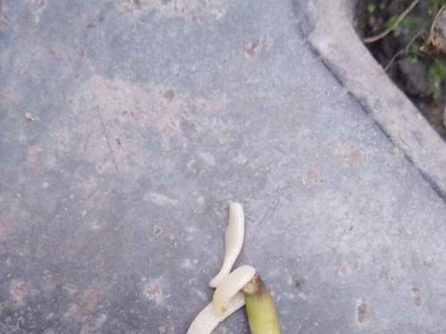 扁虫多可怕 数量庞大寄生人体会影响健康985 / 作者:UFO爱好者 / 帖子ID:87563
