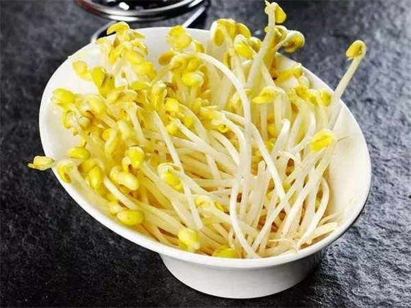 豆芽二次发芽能吃吗 可以吃（不会影响营养）557 / 作者:UFO爱好者 / 帖子ID:87426