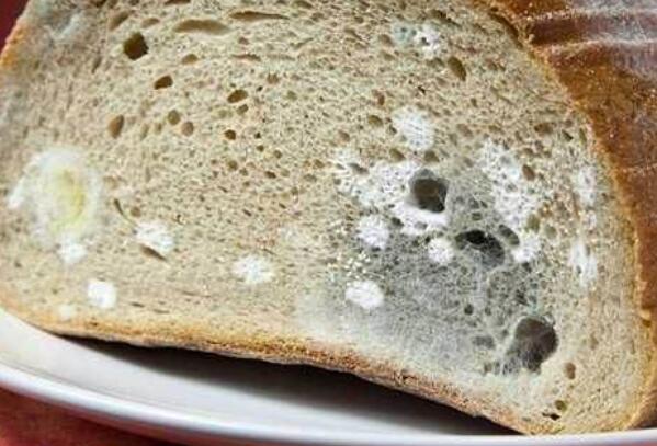 轻微发霉的面包能吃吗 发霉面包不要吃影响身体610 / 作者:UFO爱好者 / 帖子ID:87024
