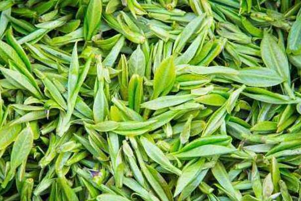乌龙茶和绿茶的区别 乌龙茶和绿茶有哪些不同233 / 作者:UFO爱好者 / 帖子ID:86647